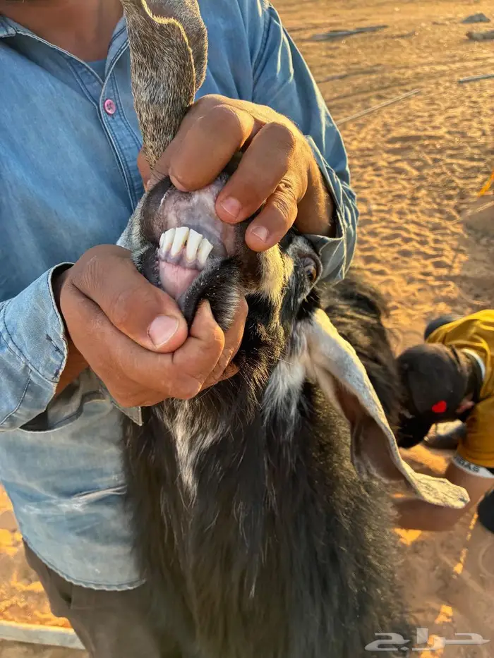 معزا وتيس ودجاج لاحم 2