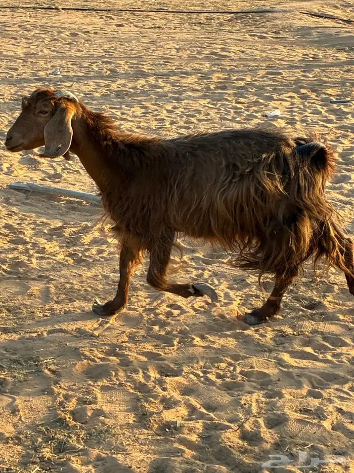 معزا وتيس ودجاج لاحم 1