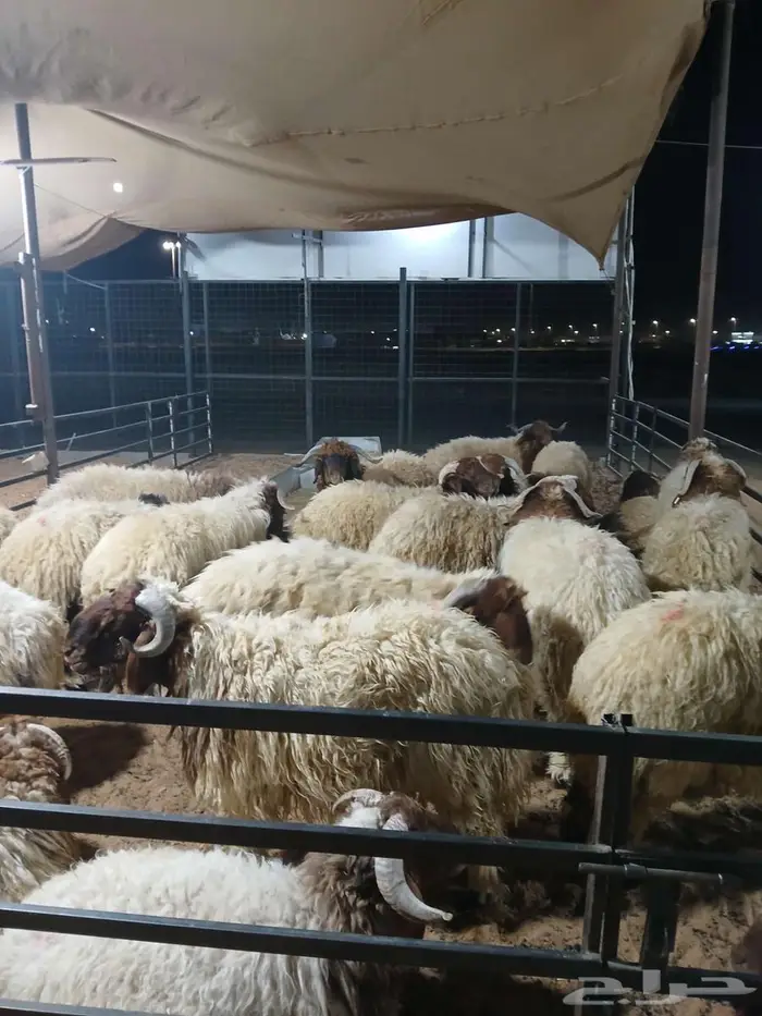 ذبايح تابي وتمارا 2