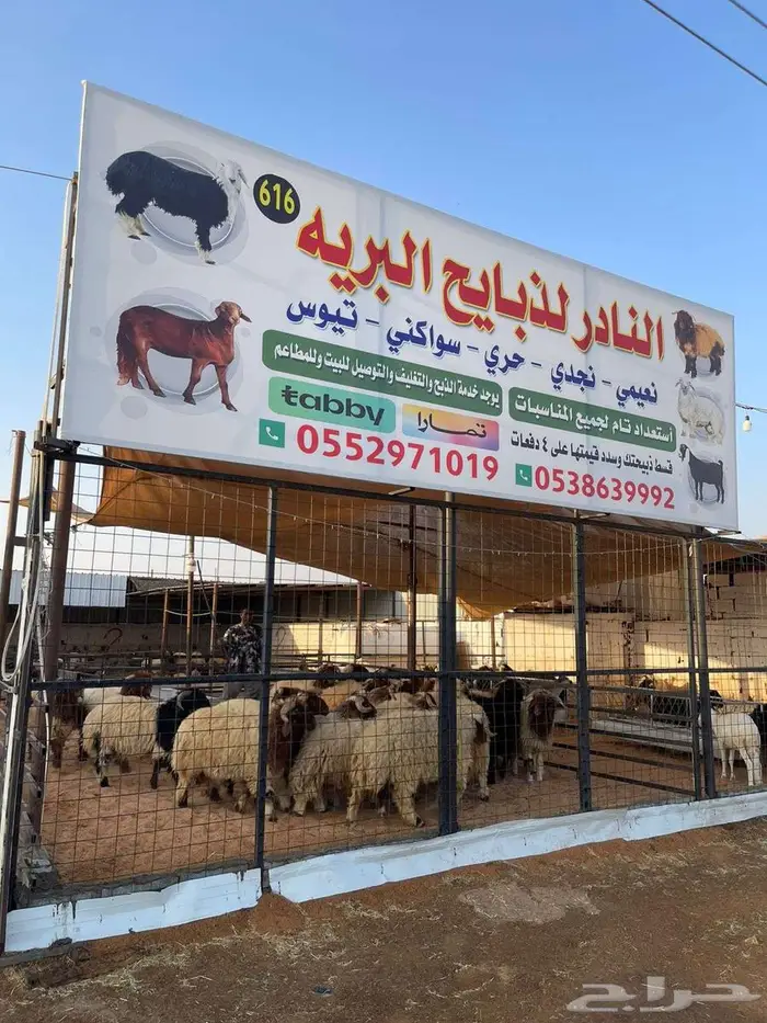 ذبايح تابي وتمارا 0