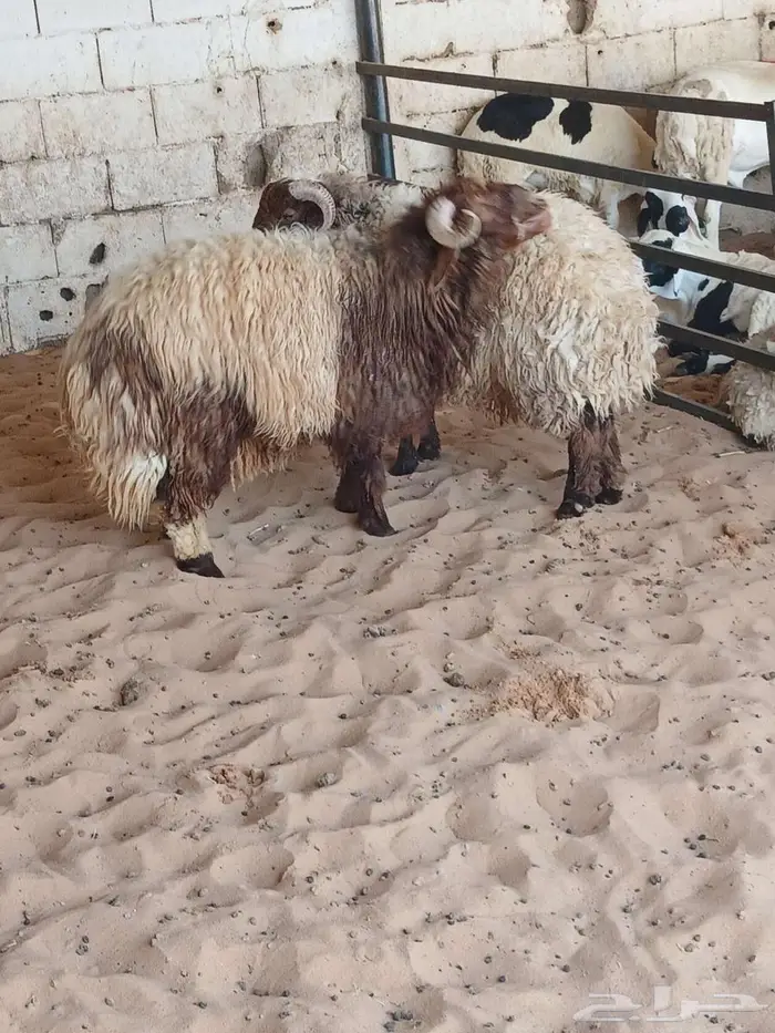 ذبايح تابي وتمارا 10