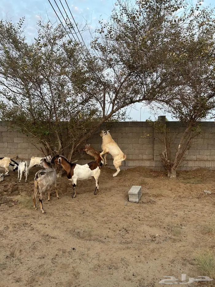 معزه العدد 7 دفاع 1