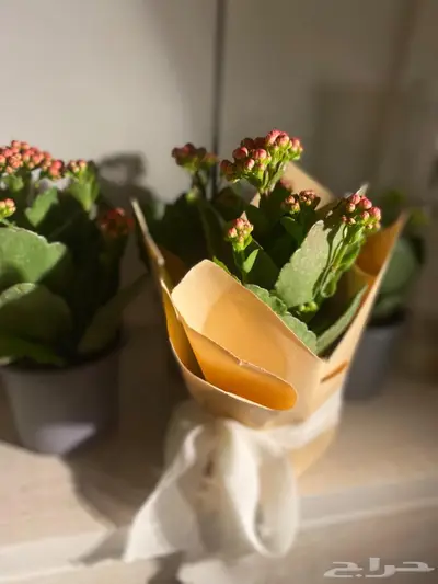 نبات طبيعي داخلي كلانشو جاهز للإهداء   يتحمل ويعيش index