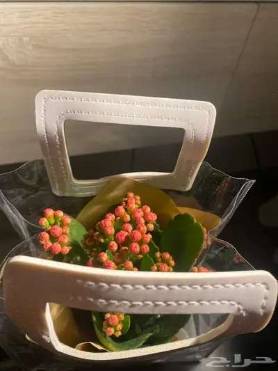 نبات طبيعي داخلي كلانشو جاهز للإهداء   يتحمل ويعيش index