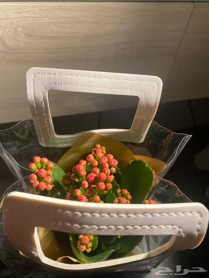 نبات طبيعي داخلي كلانشو جاهز للإهداء   يتحمل ويعيش 2