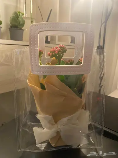 نبات طبيعي داخلي كلانشو جاهز للإهداء   يتحمل ويعيش index