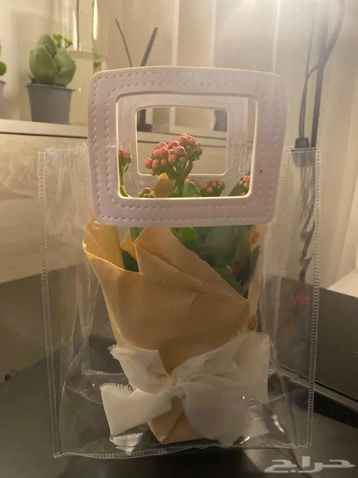 نبات طبيعي داخلي كلانشو جاهز للإهداء   يتحمل ويعيش 4