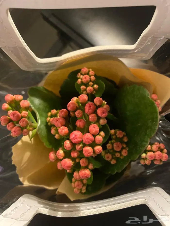 نبات طبيعي داخلي كلانشو جاهز للإهداء   يتحمل ويعيش 0