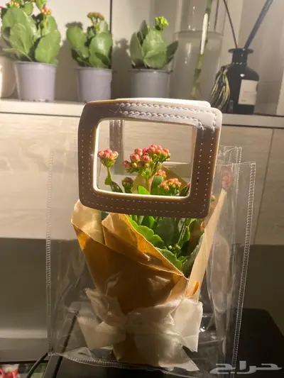 نبات طبيعي داخلي كلانشو جاهز للإهداء   يتحمل ويعيش index