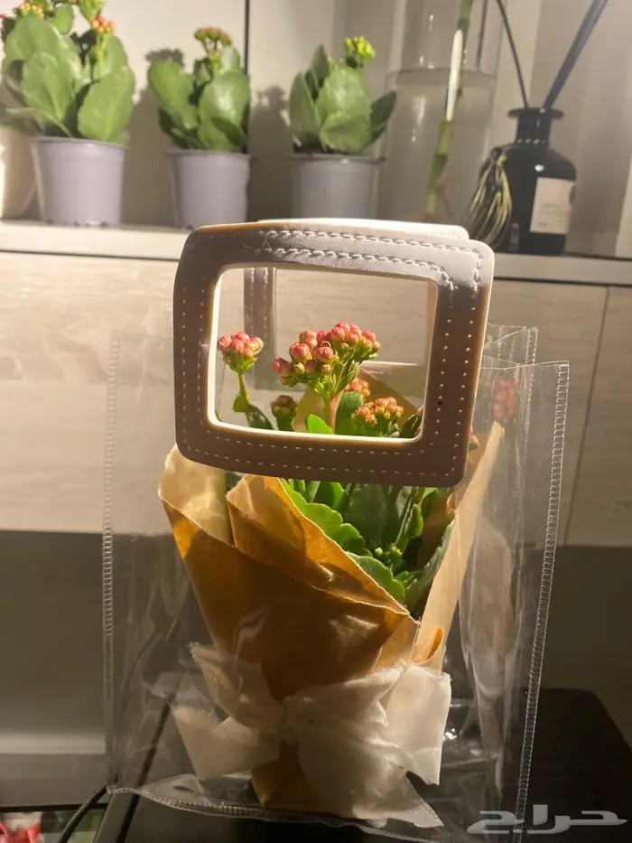 نبات طبيعي داخلي كلانشو جاهز للإهداء   يتحمل ويعيش 3