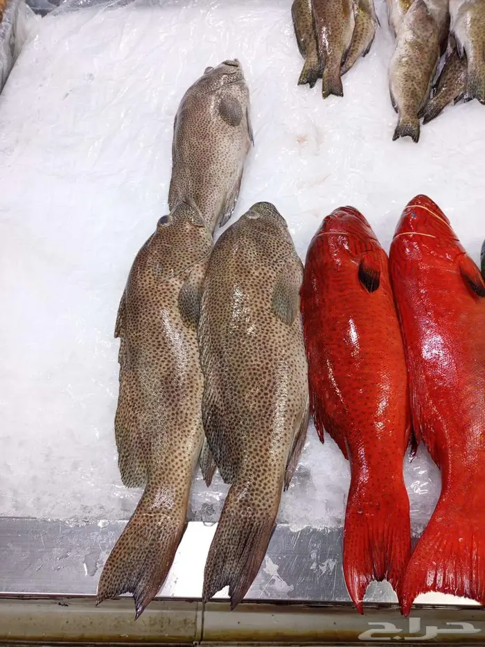 اسماك اليوم طازه 3