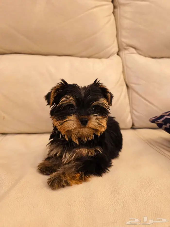 بومرينيم وميني توي بودل ويوركي وجيرمن 14