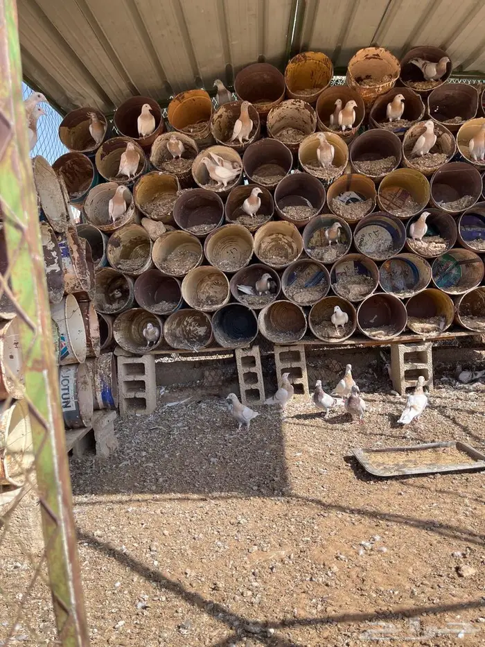 طبات زاجل كريمي 1