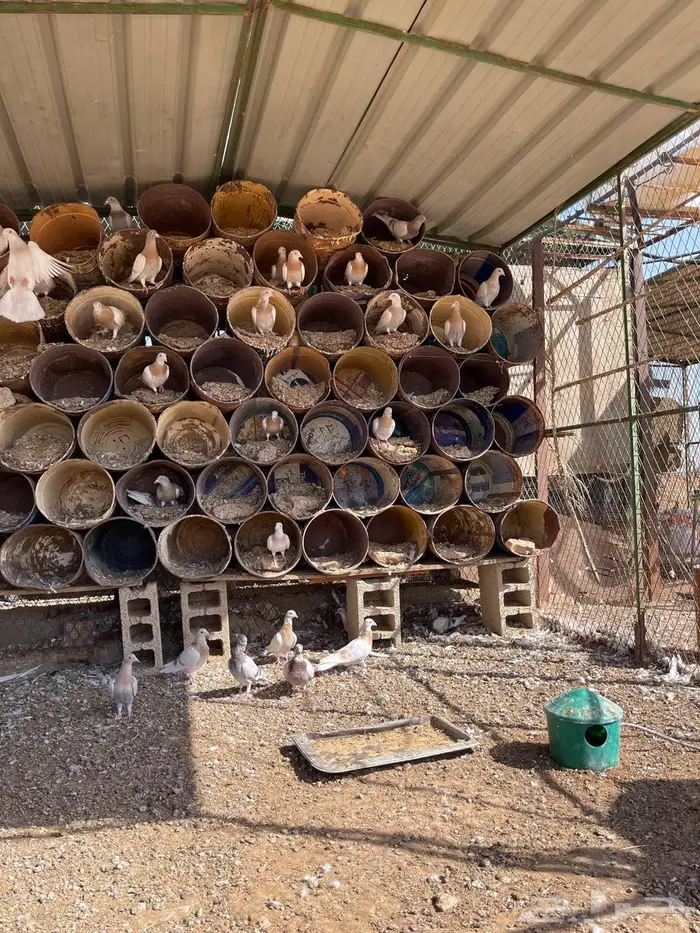 طبات زاجل كريمي 2