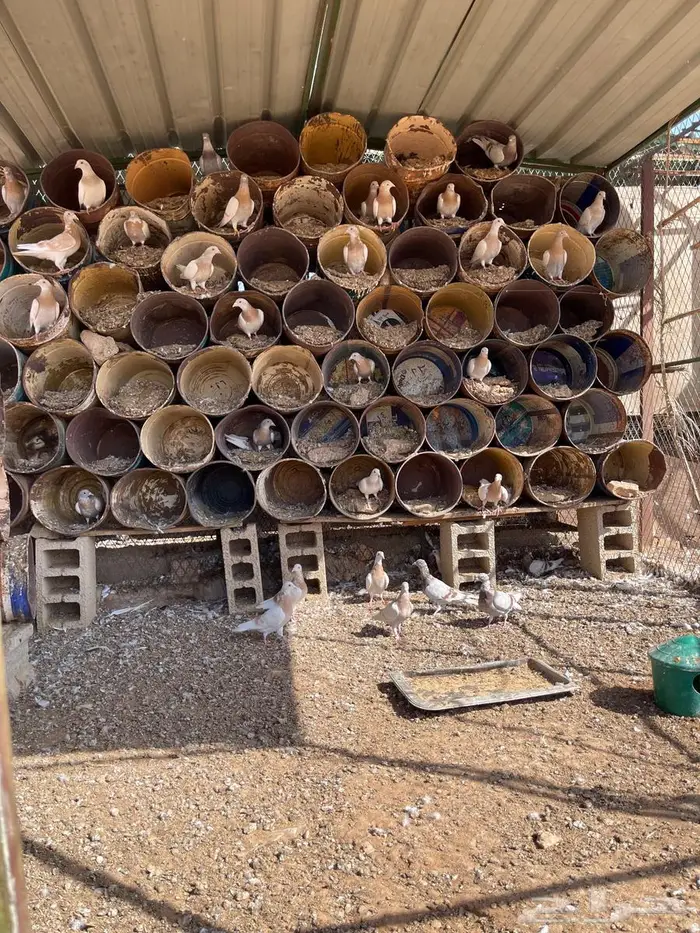 طبات زاجل كريمي 3