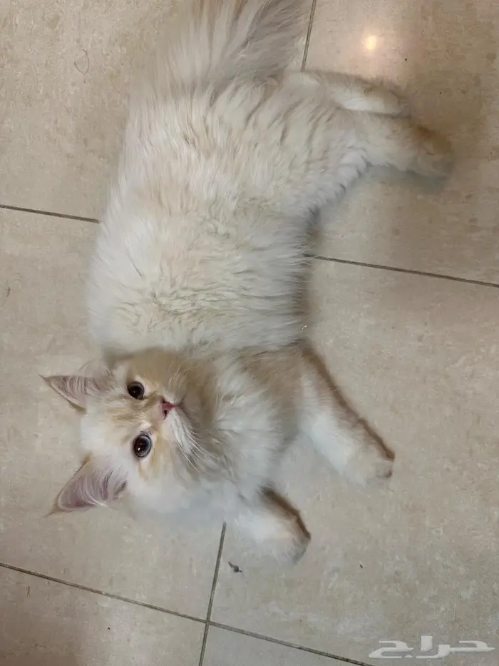 هملايا ذكر بصحه ممتازه 0