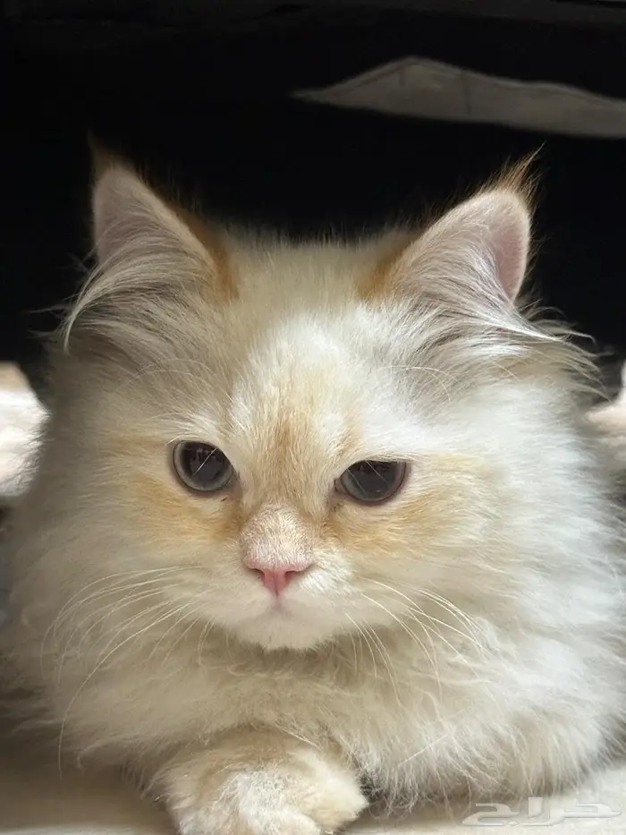 هملايا ذكر بصحه ممتازه 2