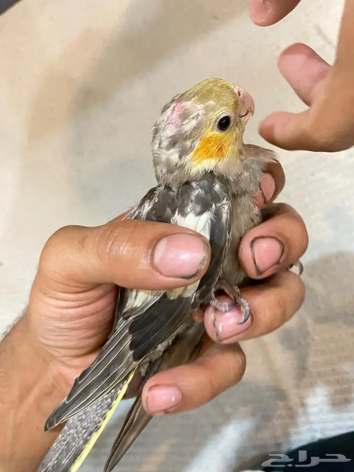 تركيب رافعات سيارات وبساتم مغاسل سيارات 23