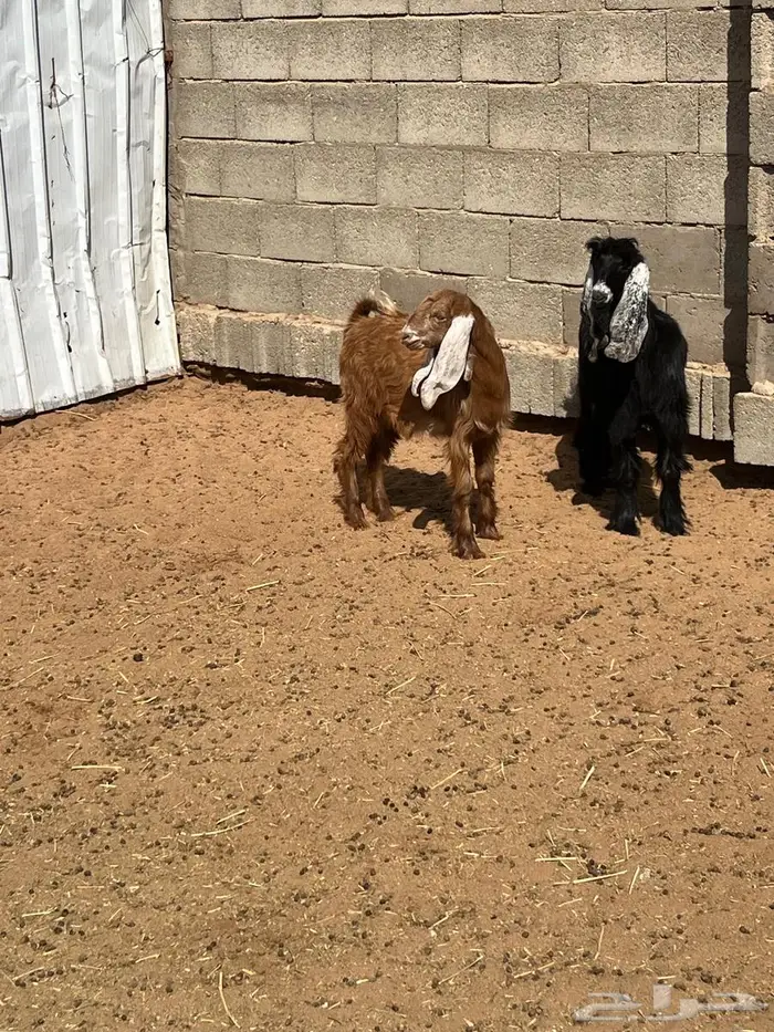 جفار دبح ولا مقنوط 0