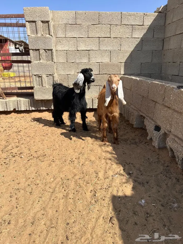 جفار دبح ولا مقنوط 1