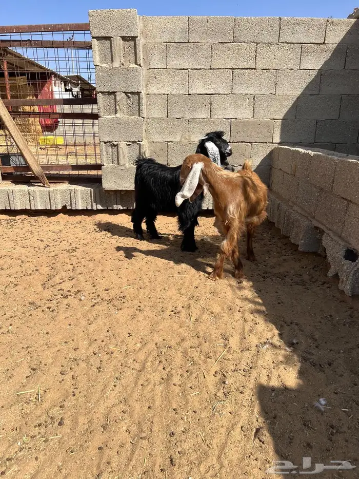 جفار دبح ولا مقنوط 2