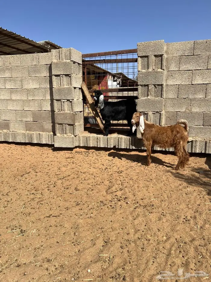 جفار دبح ولا مقنوط 3