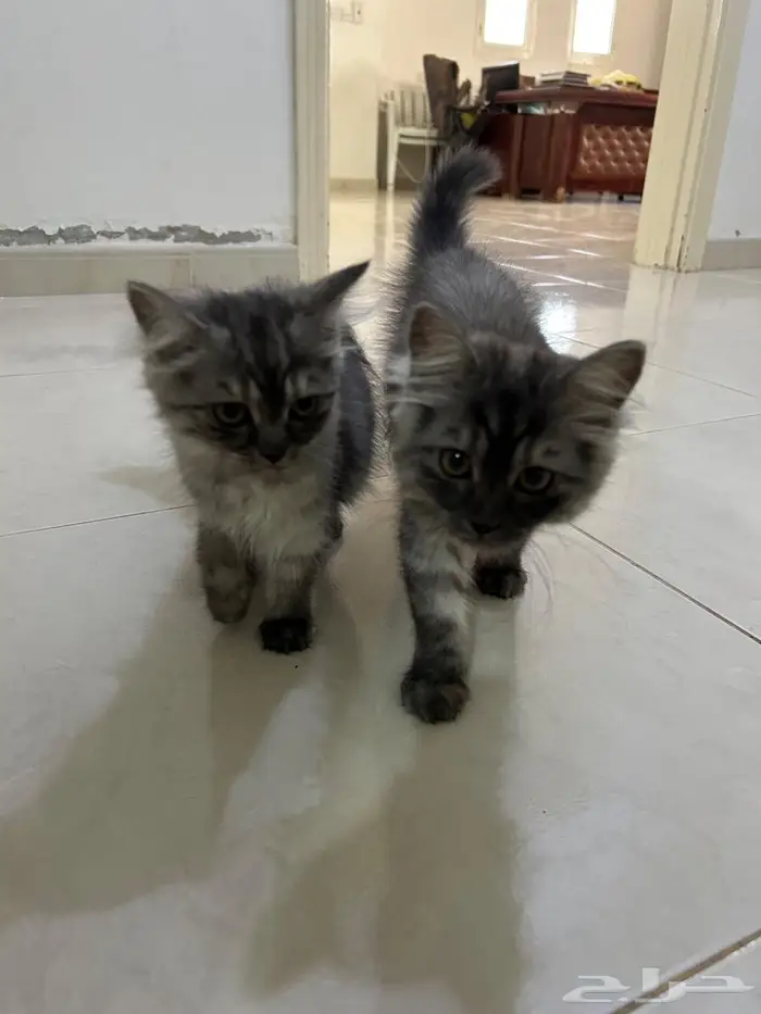قطط شيرازي لون smoke للتبني في الرياض 1