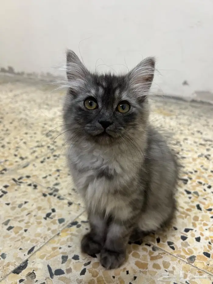 قطط شيرازي لون smoke للتبني في الرياض 2