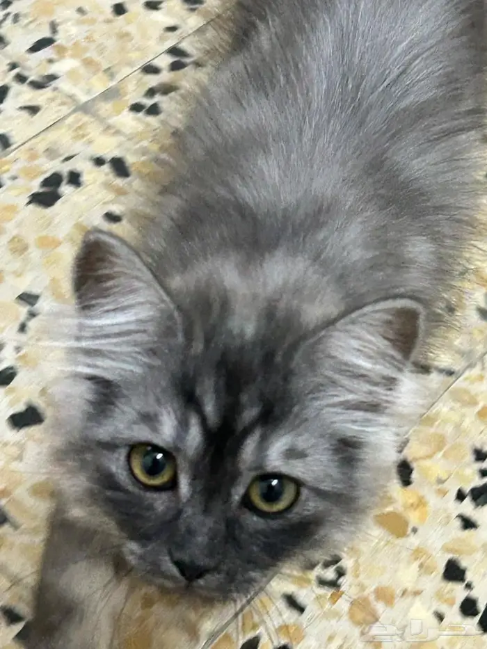 قطط شيرازي لون smoke للتبني في الرياض 0