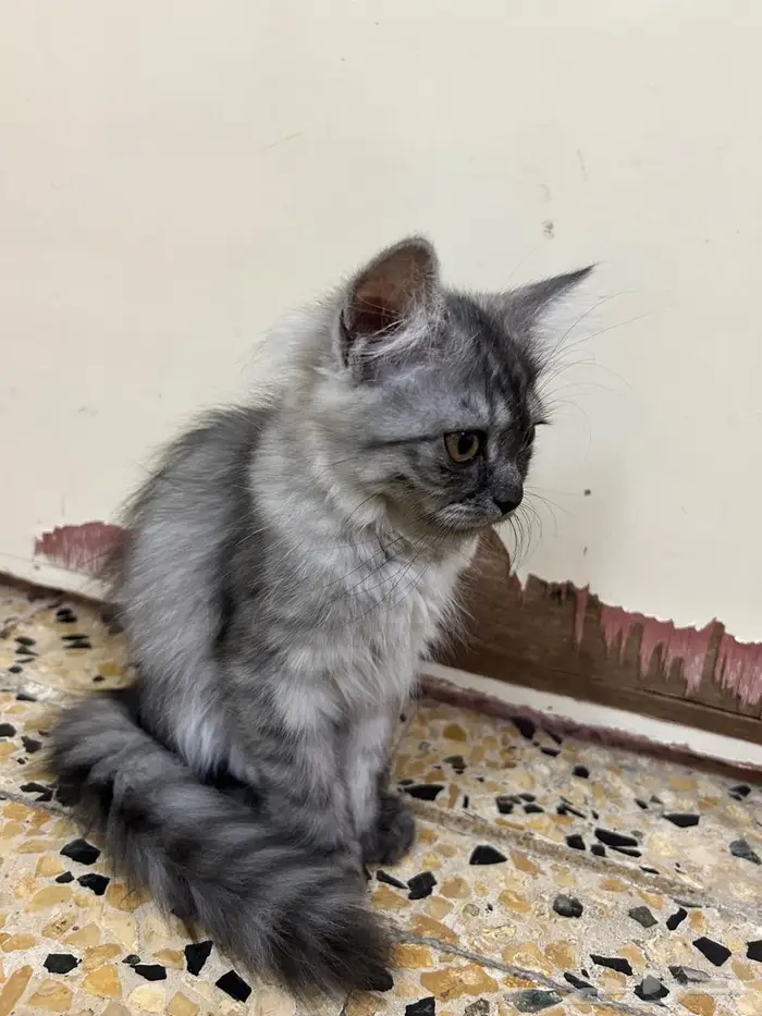 قطط شيرازي لون smoke للتبني في الرياض 3