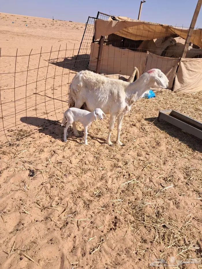 مزاد مزاد مزاد مطفل حريه 0