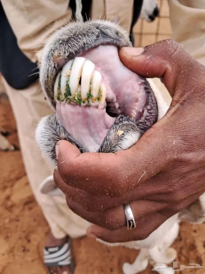 مزاد مزاد مزاد مطفل حريه 4