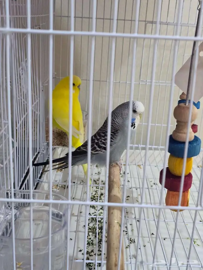 بادجي أصفر 0