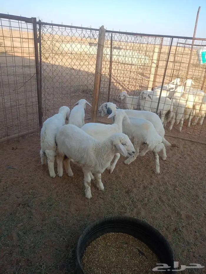 للبيع بهم العدد 6 0