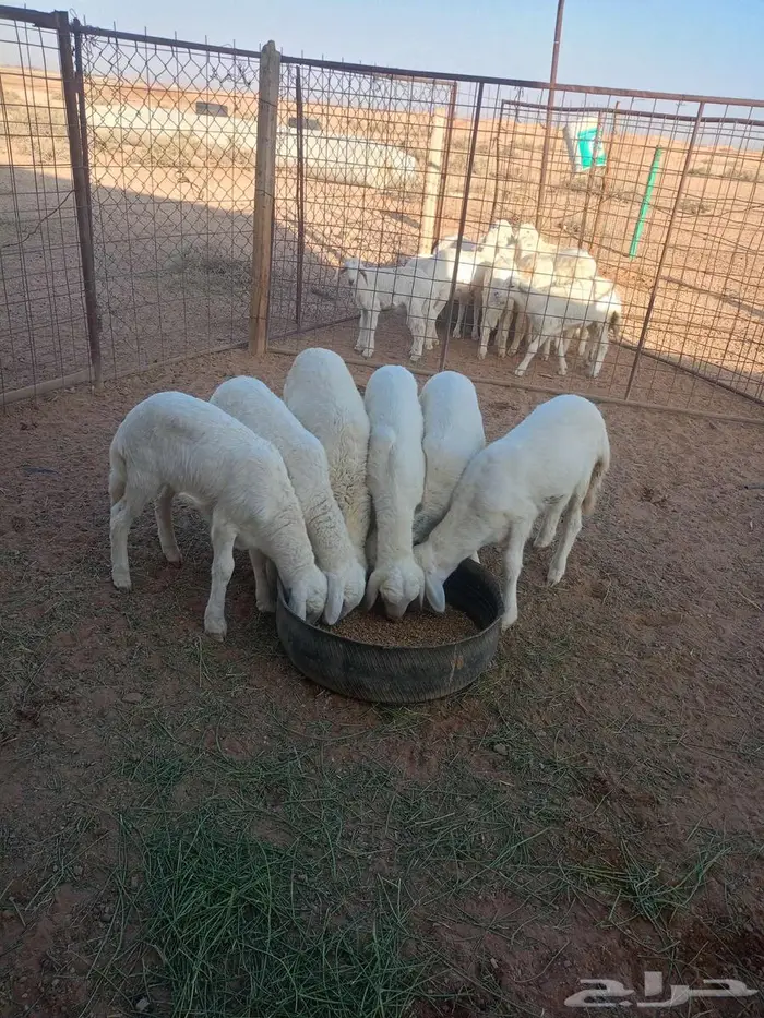 للبيع بهم العدد 6 1