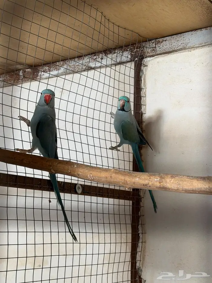 زوج دره هولندي 0