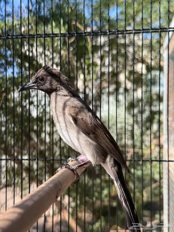 بلبل مغربي ( الوطواط ) من النوادر 0