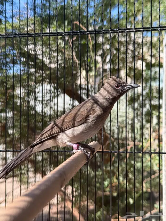 بلبل مغربي ( الوطواط ) من النوادر 1