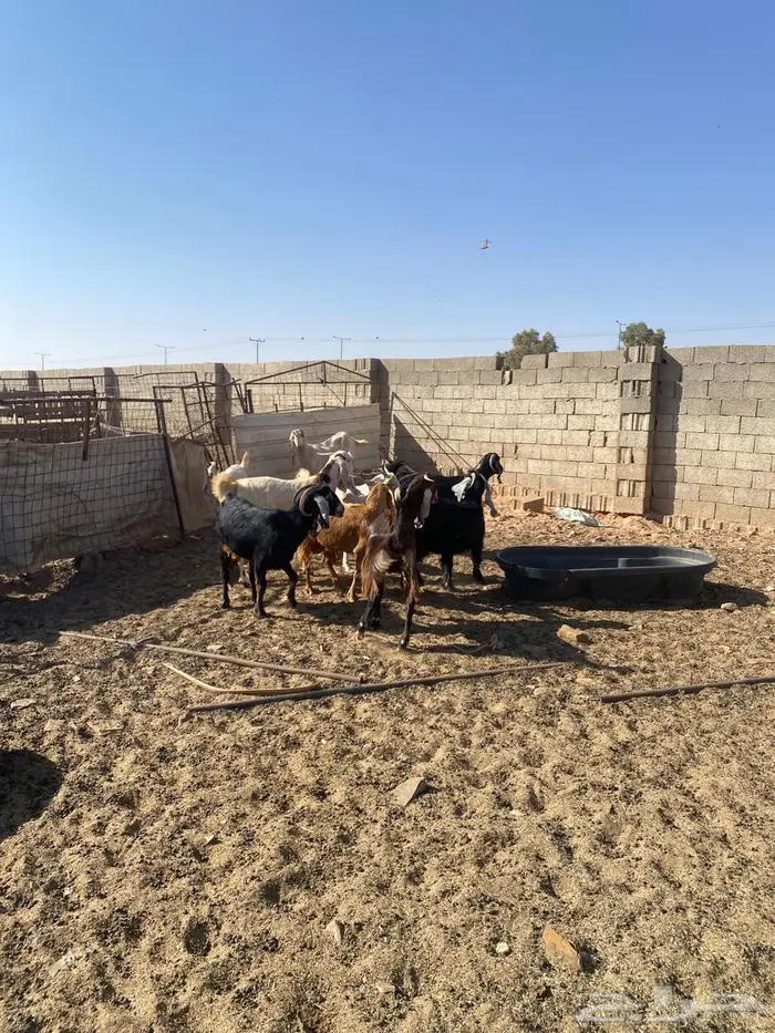 عندي معزاء لبيع الموقع الاحمديه 1