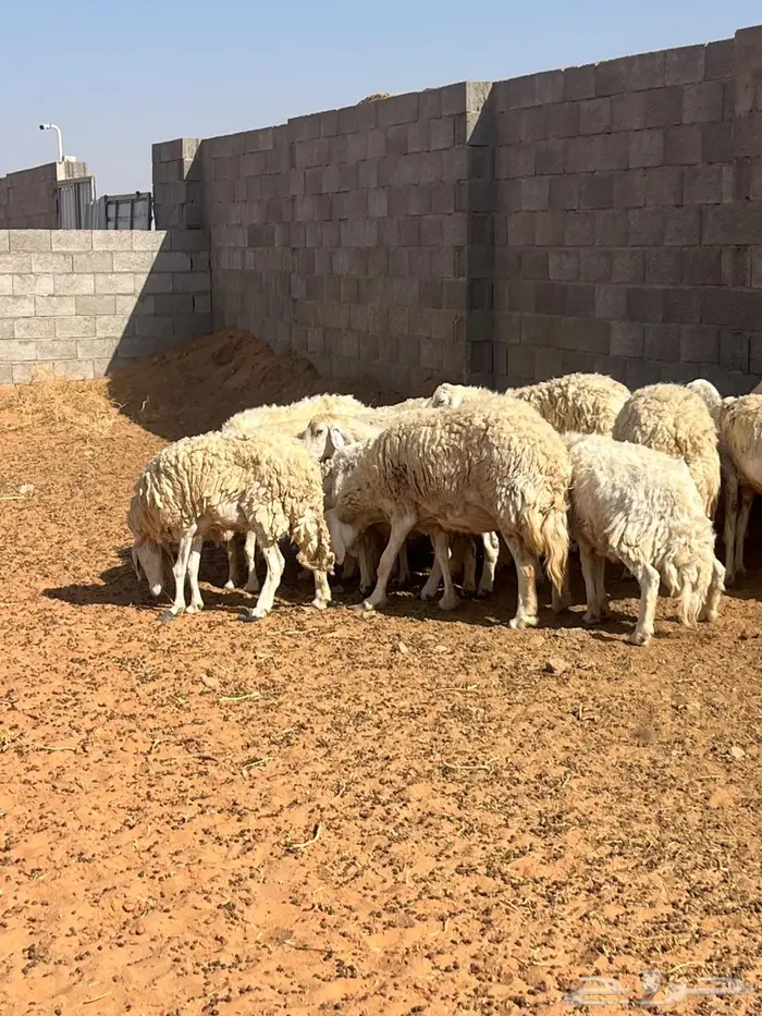 حريات حرش مشاريع ودفيع 0