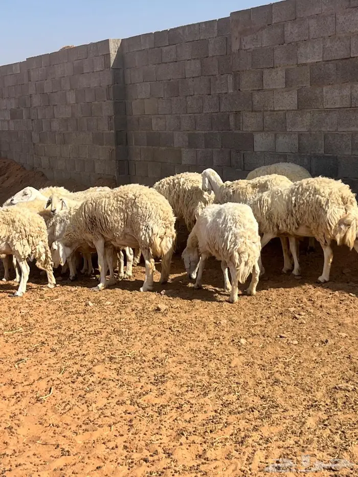 حريات حرش مشاريع ودفيع 3