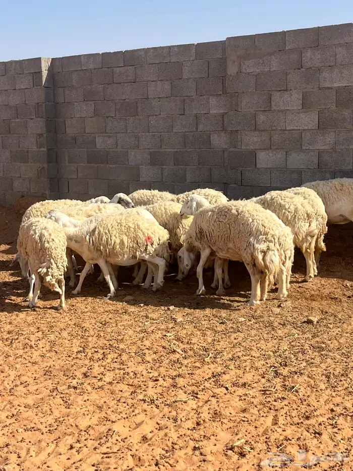 حريات حرش مشاريع ودفيع 2