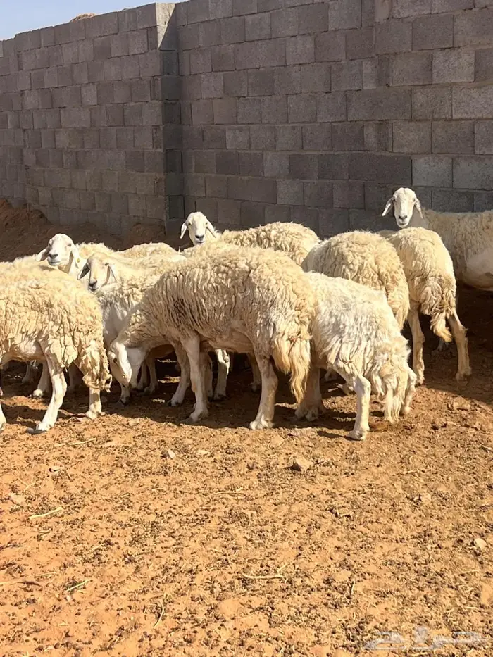 حريات حرش مشاريع ودفيع 1