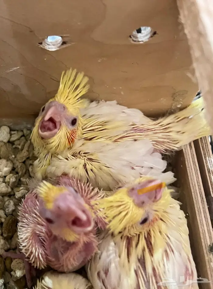 فرخ كروان لاتينو عيون حمرا 4