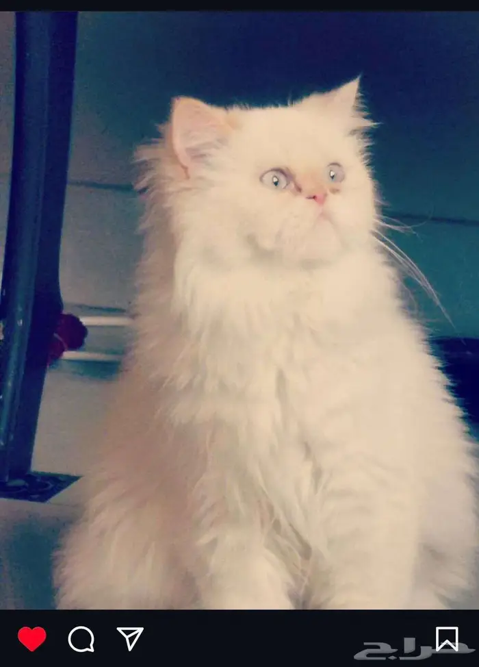 قطط بيكي فيس للتبني 3