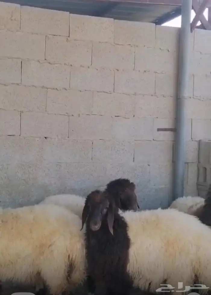 رخال نعيم مقان او ذبح لون دبس ظهور طيبه 0