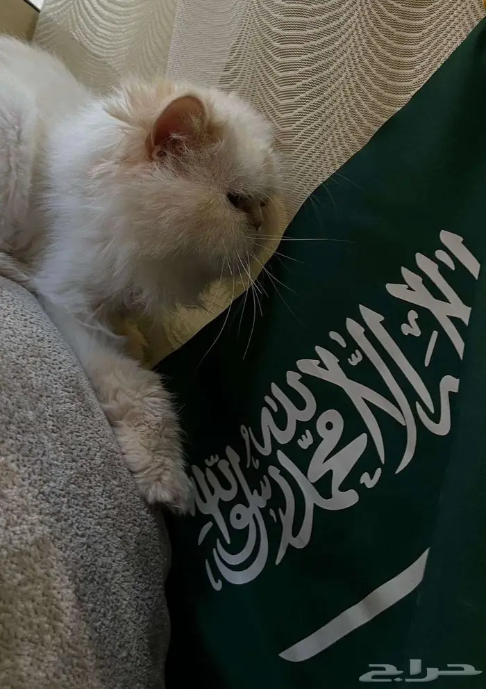 قطط بيكي فيس للتبني 1