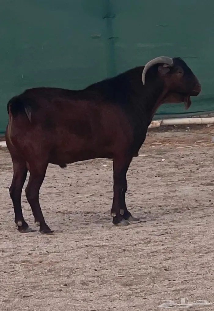 فحل ادهم ولد كلهاري منتج فواخر للبيع 0