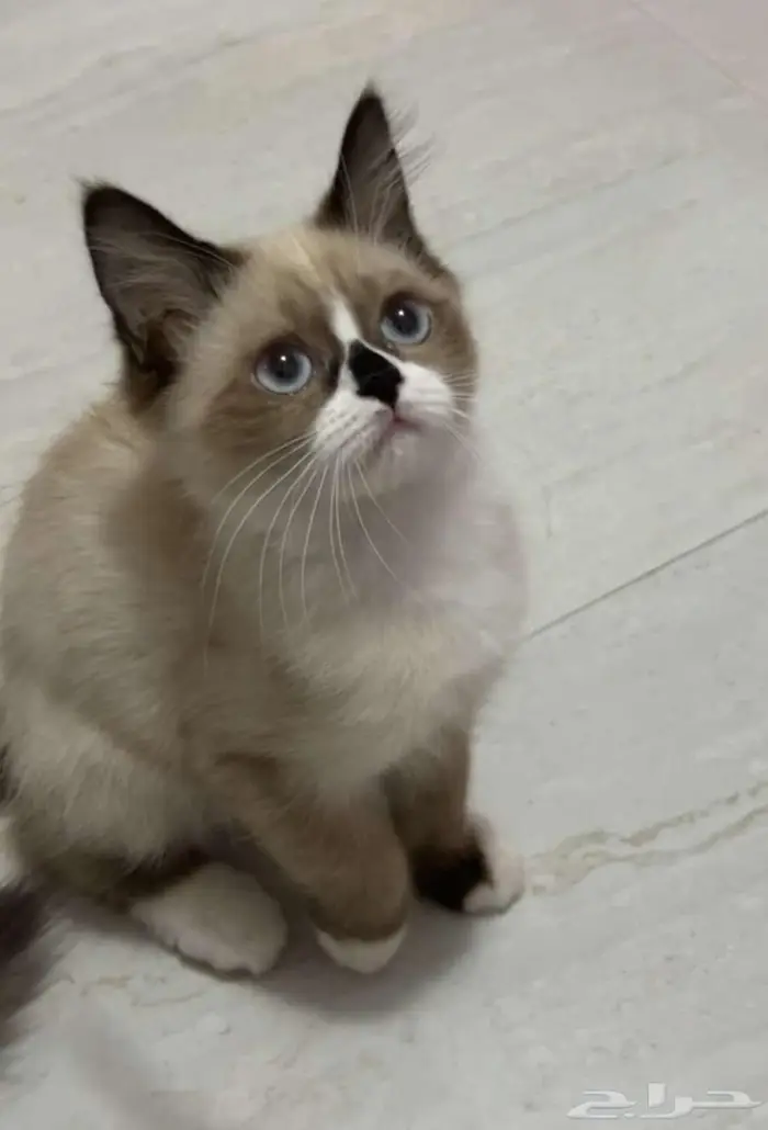 كيتن عمر 3 شهور ونصف قطة قط قطط 0