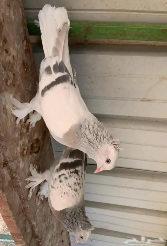 اجواز اتراك 5